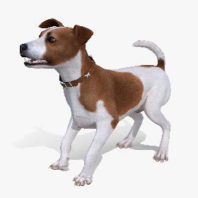 3D model Spotted Jack Russell Terrier Fur Rigged